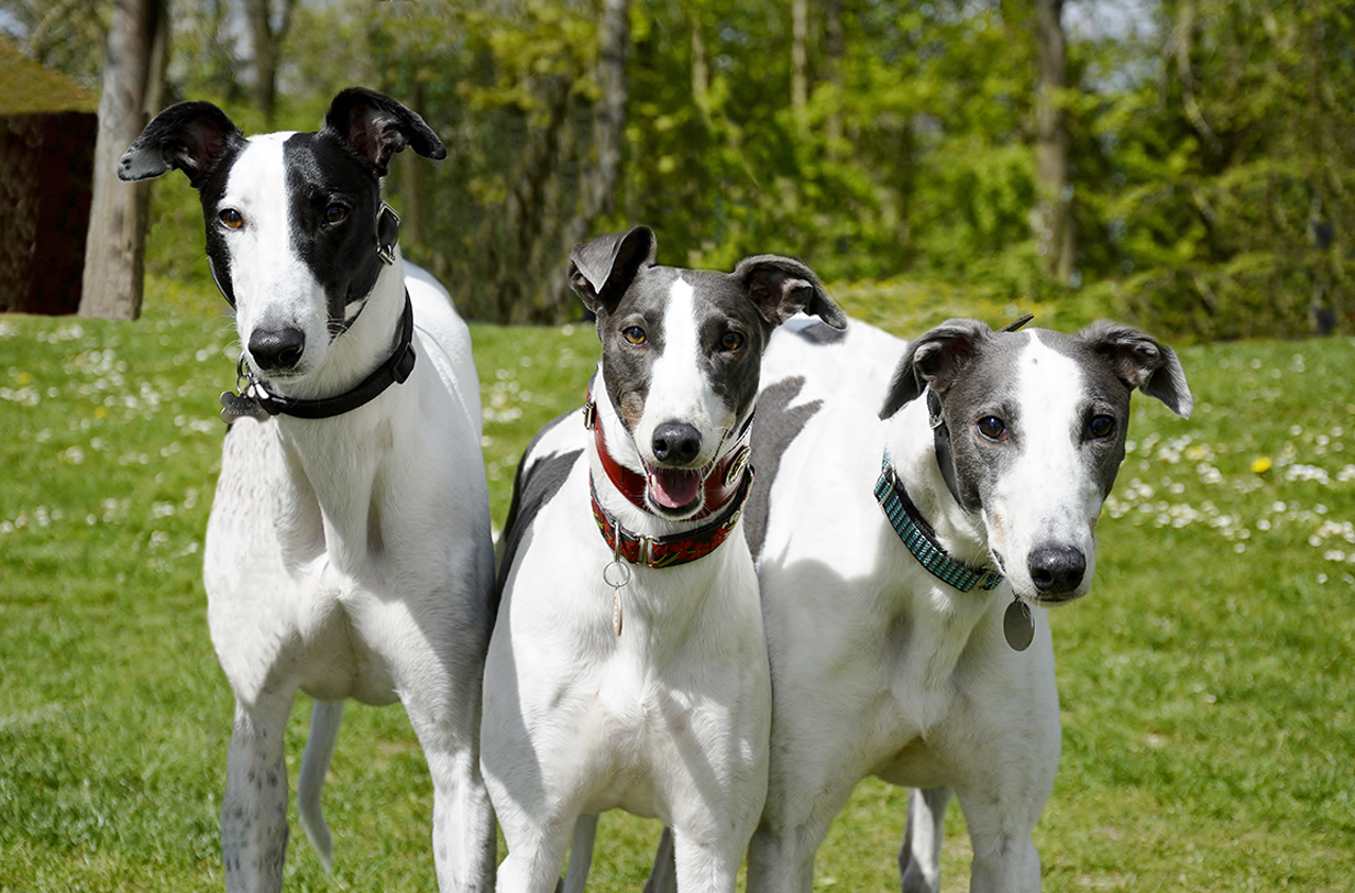 Greyhound as family pet 2025