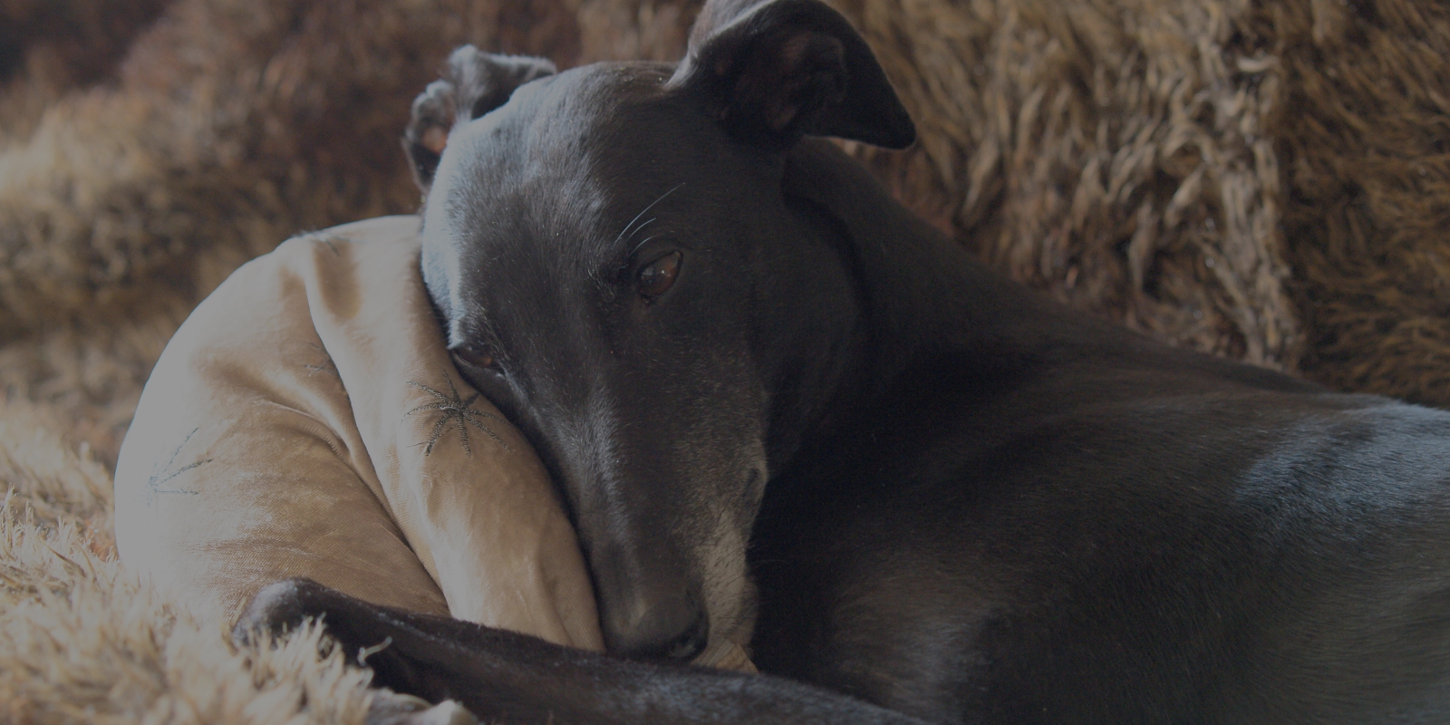 Black Greyhound with Cushion
