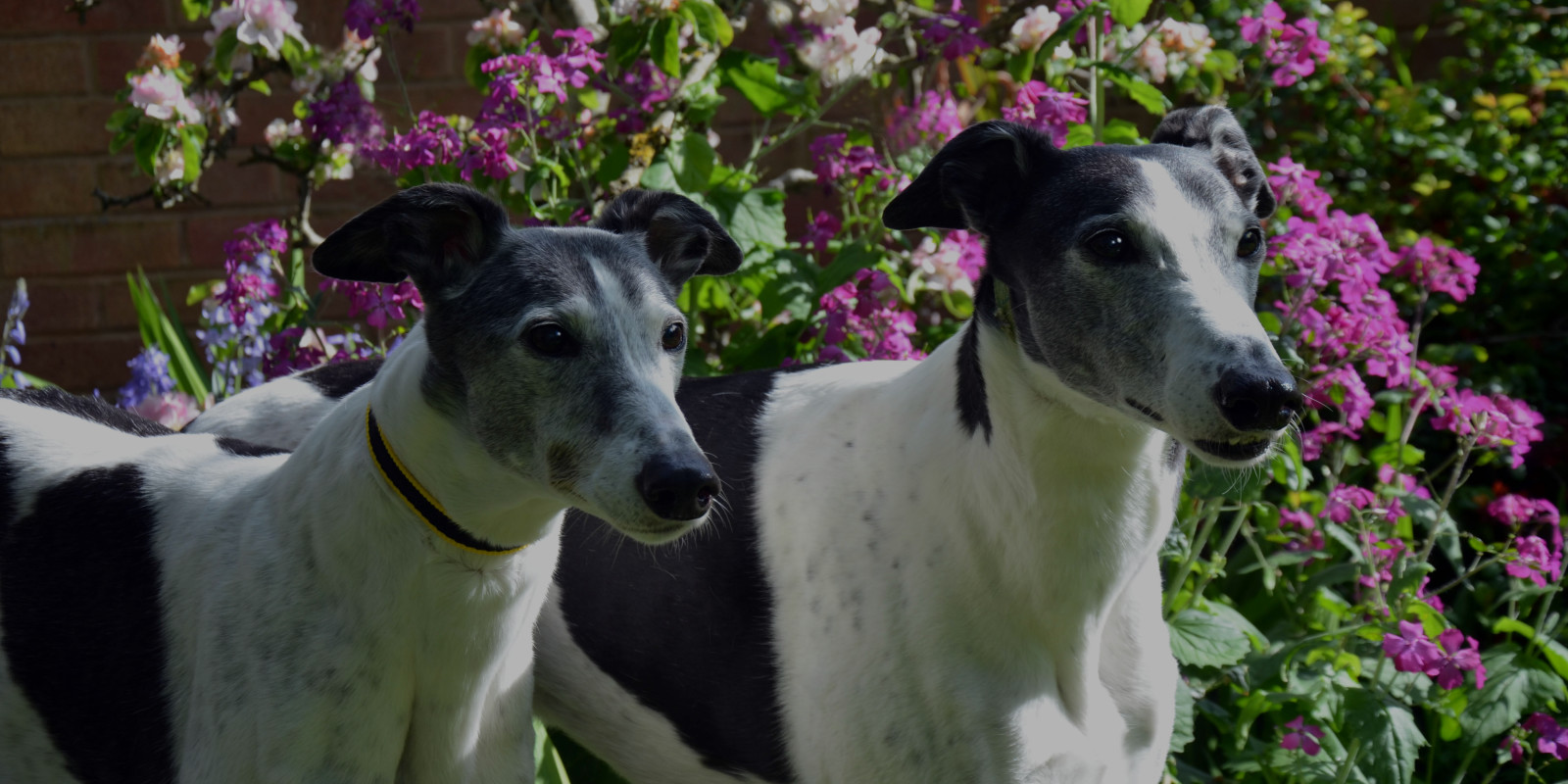 Two black & white greyhounds in front of flowers