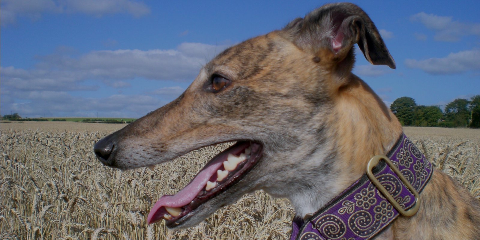 Brindle Greyhound in Cornfield (Headshot)