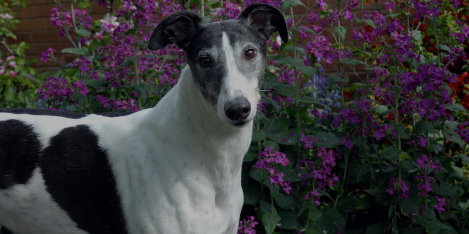 Black & White greyhound in front of purple flowers