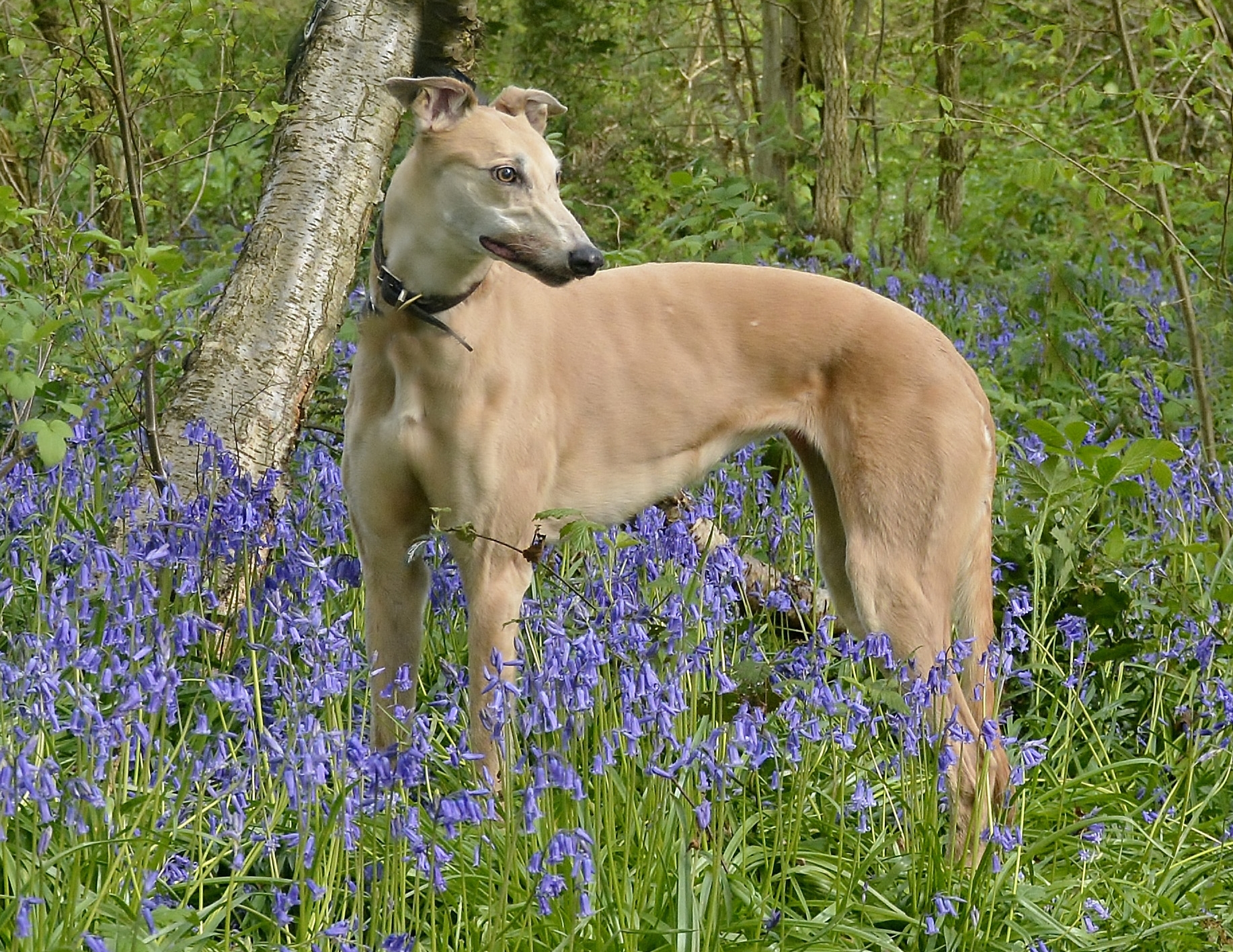 Fawn greyhound top