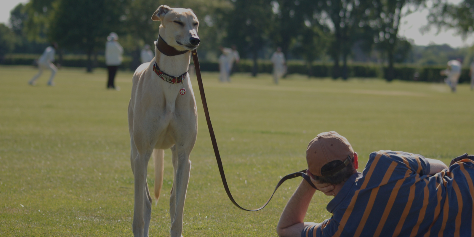 Fawn female greyhound standing at cricket match