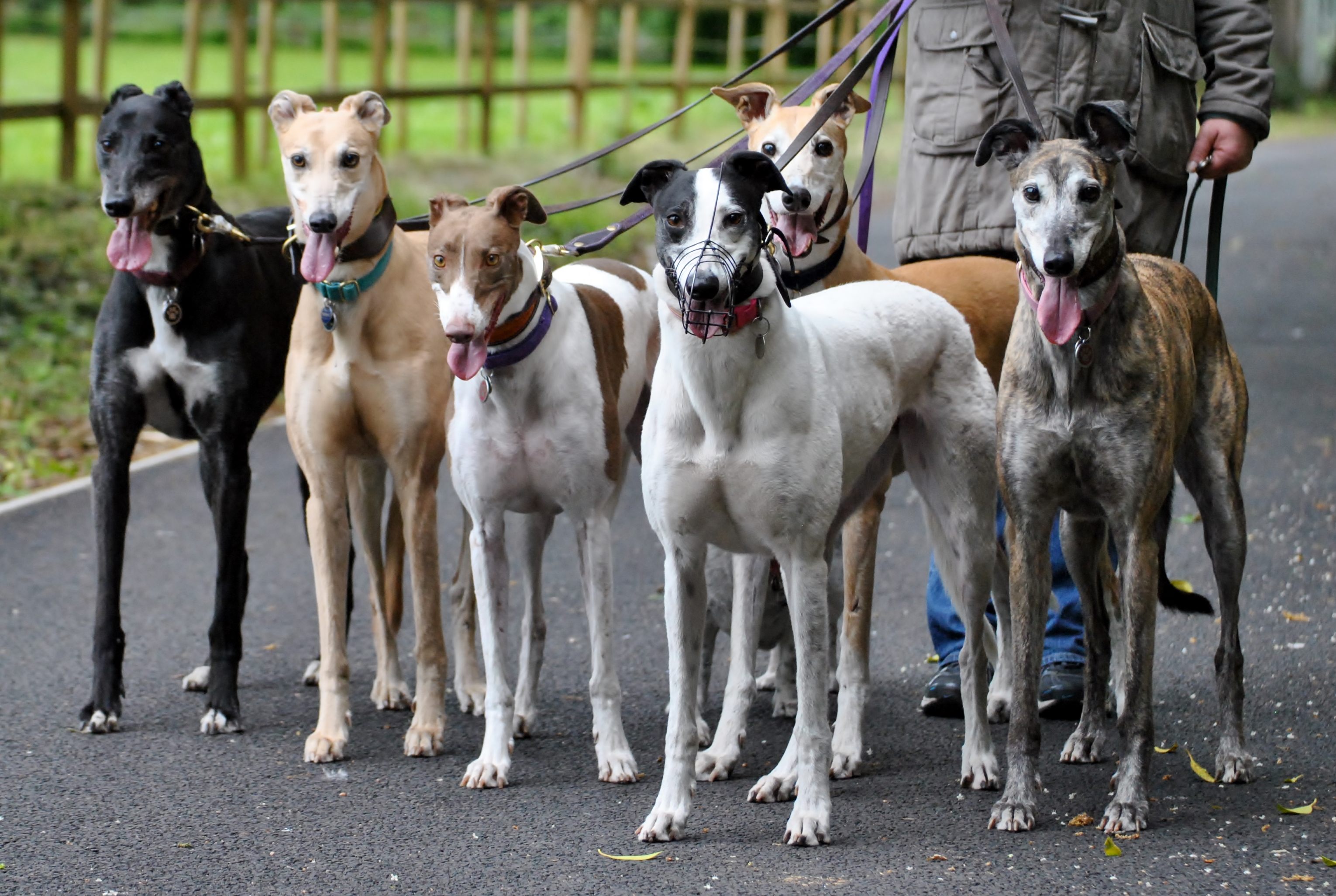 Sponsor A Greyhound - Greyhound Trust