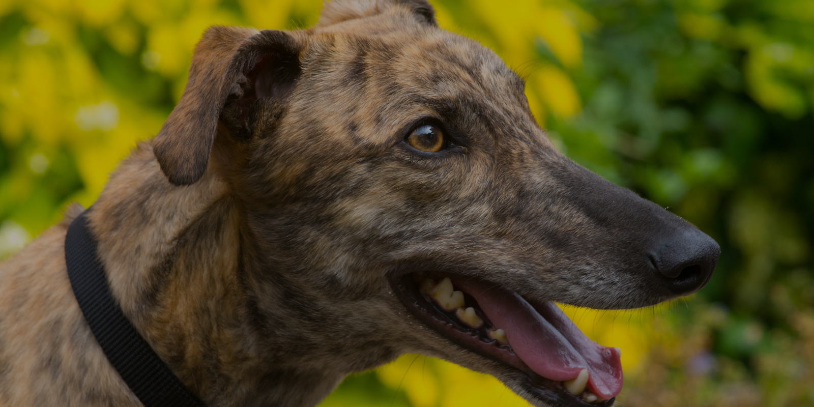 Happy looking brindle greyhound (headshot)