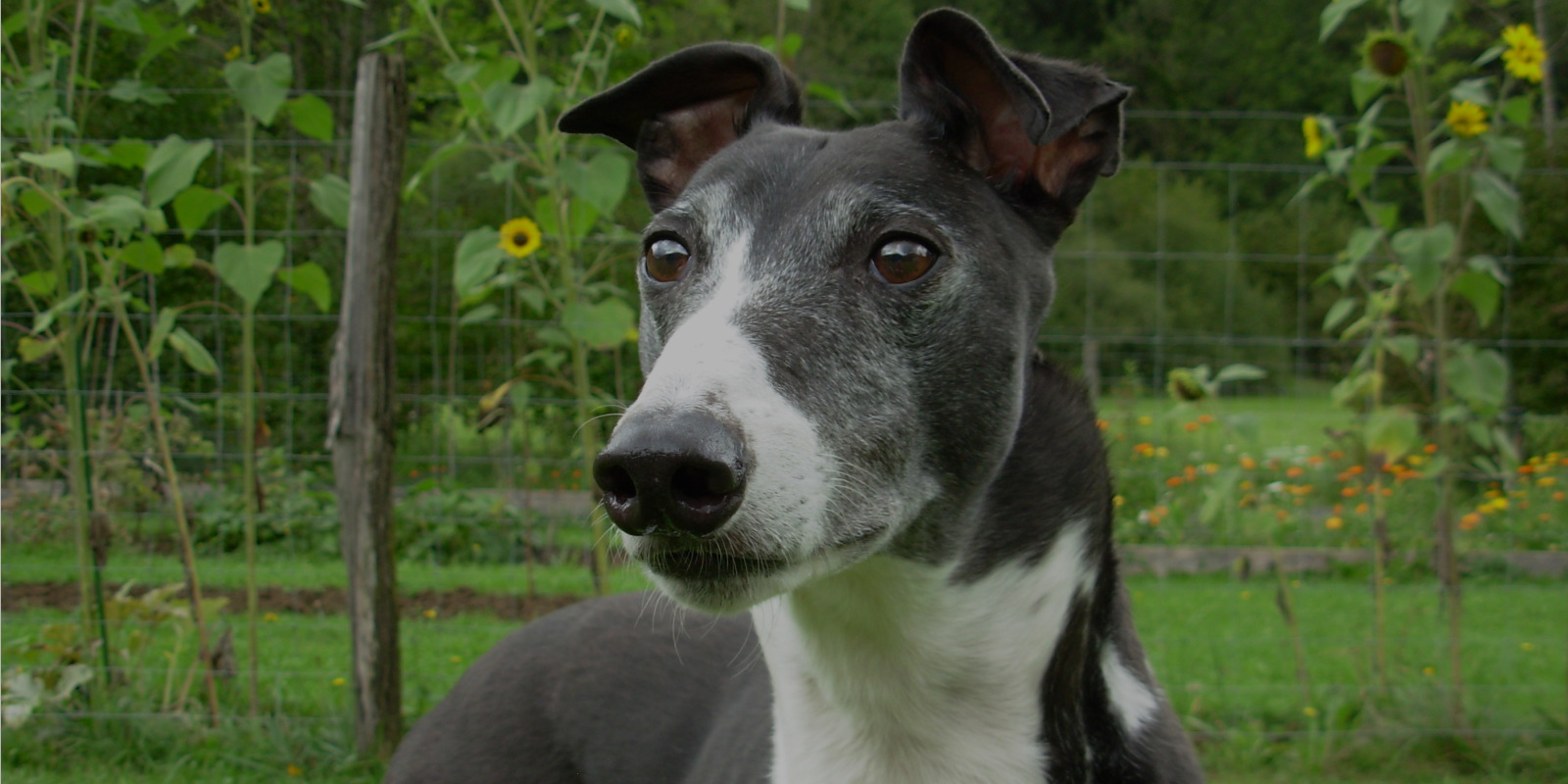 Dogs Needing Homes In Hertfordshire Dogs Needing Homes In Hertfordshire