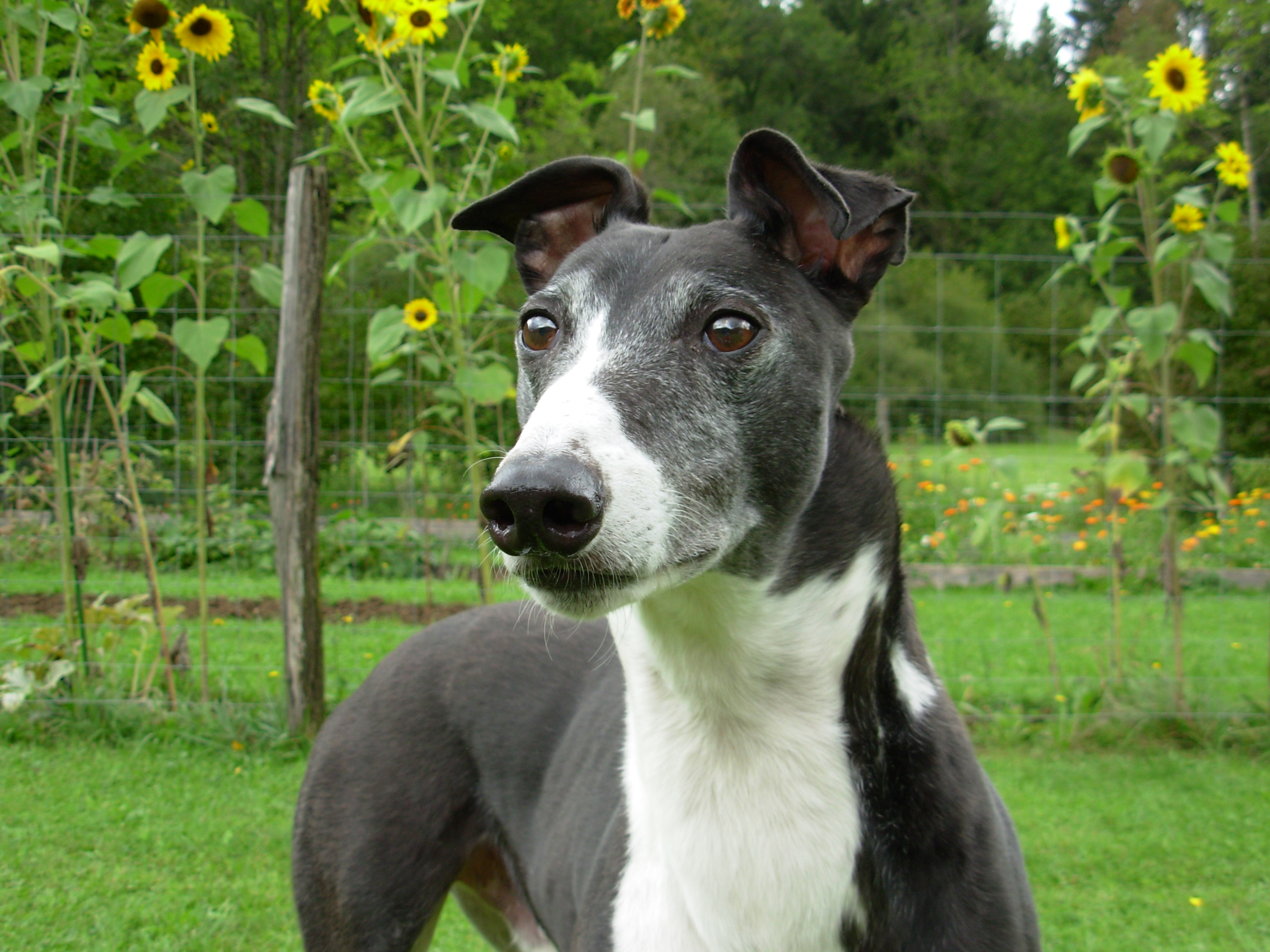 Headshot of Black and White Greyhound