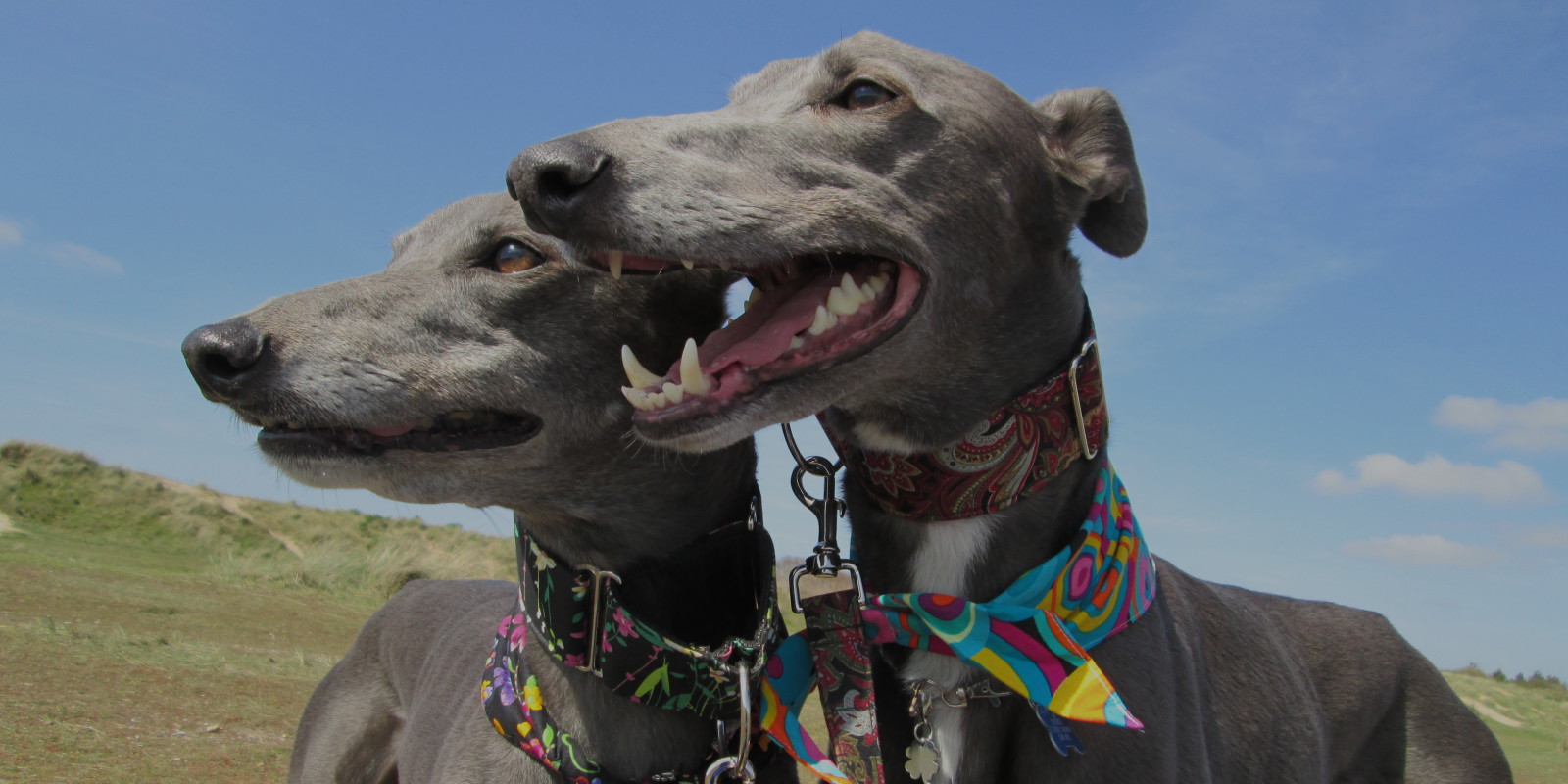 Two pretty blue greyhounds 