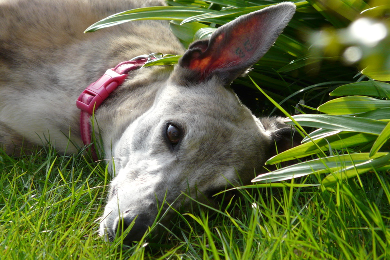Headshot of blue brindle greyhound lying down