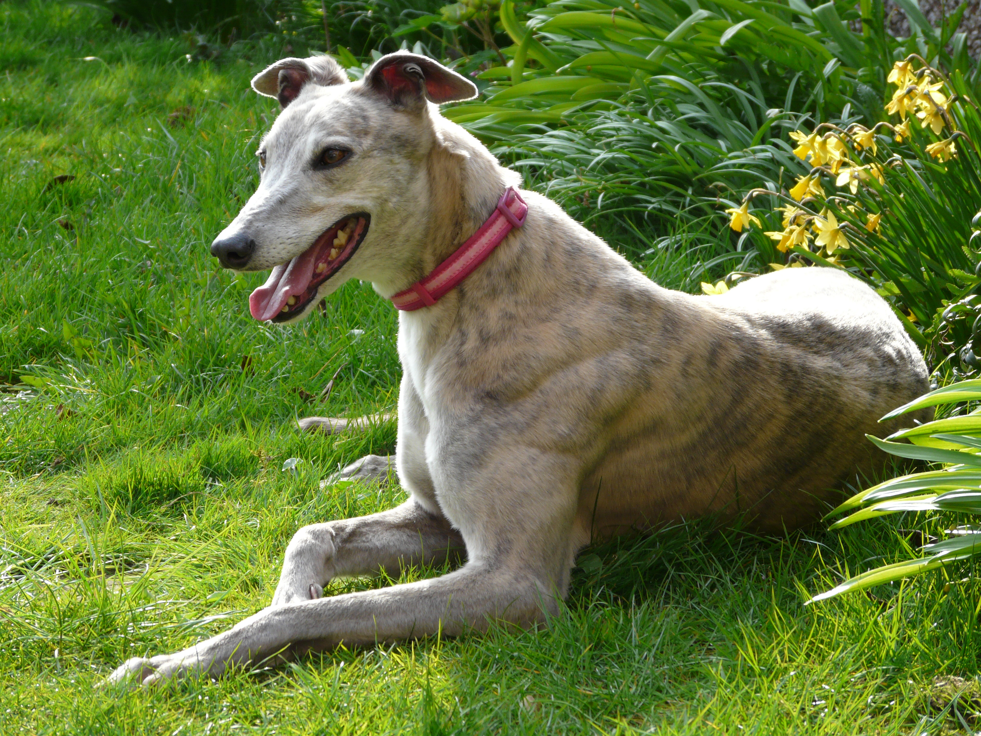 Blue brindle greyhound lying in front of daffodils