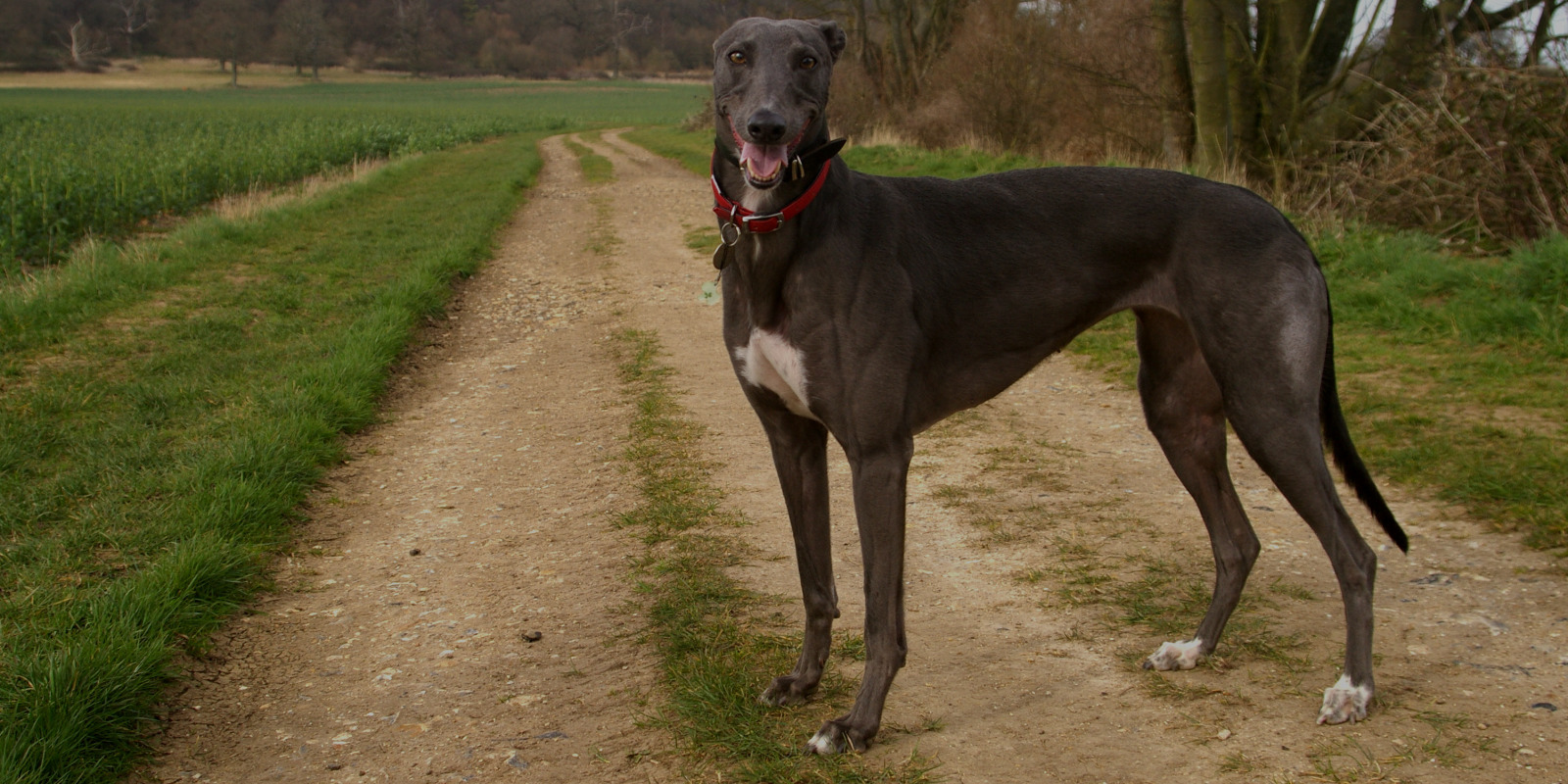 Pretty blue greyhound standing in parkland