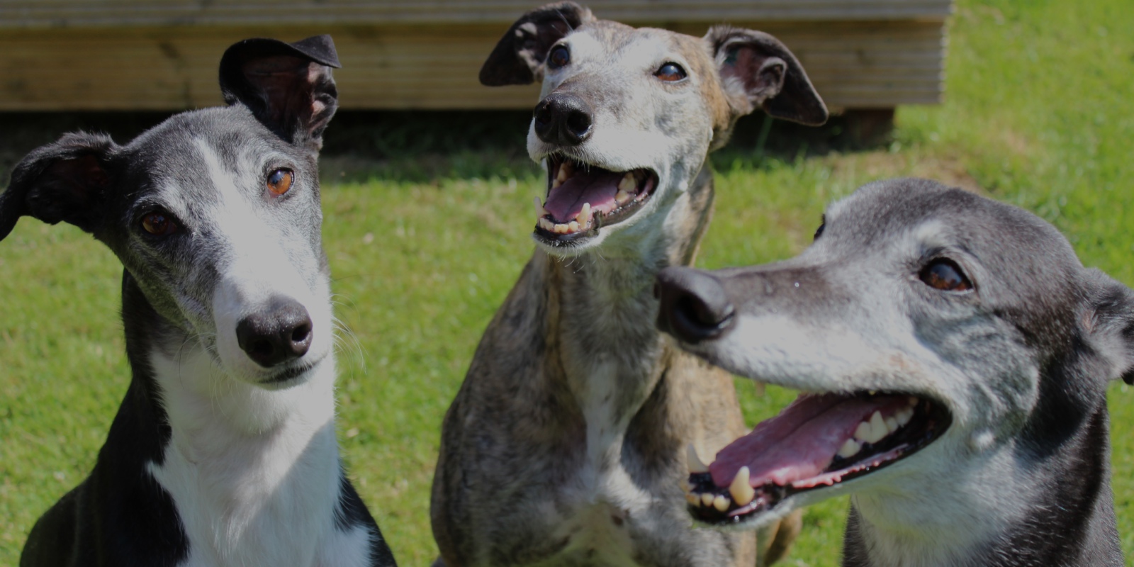 Headshot of three happy greyhounds