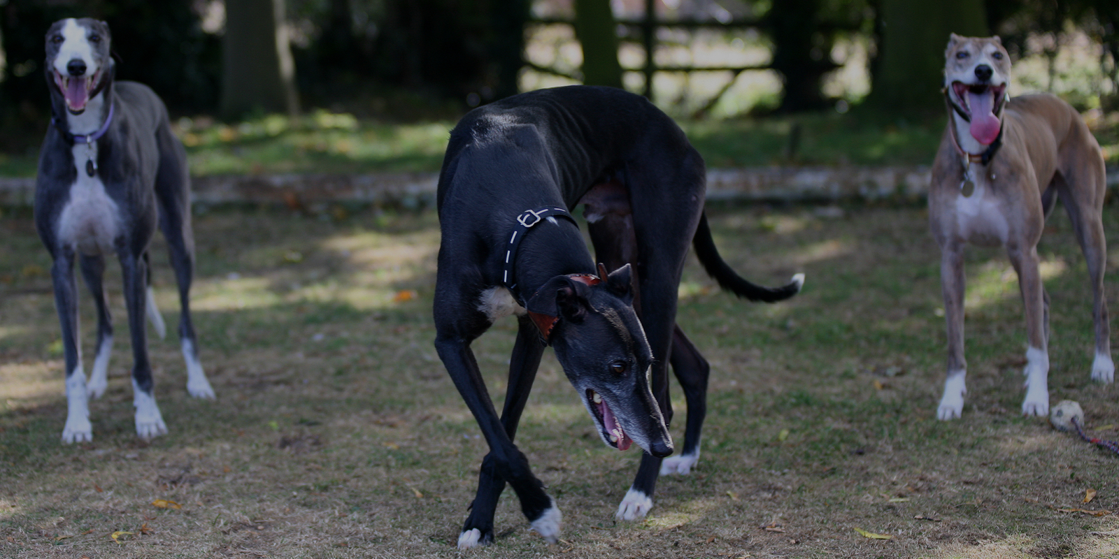 Banner type image of 3 greyhounds