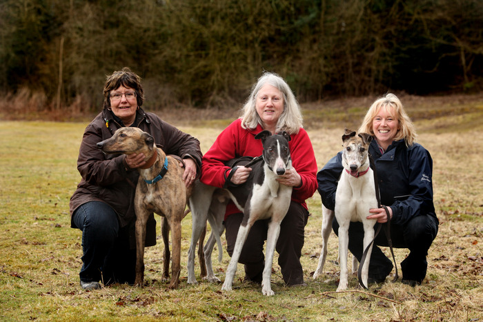 Whippet and discount greyhound rescue