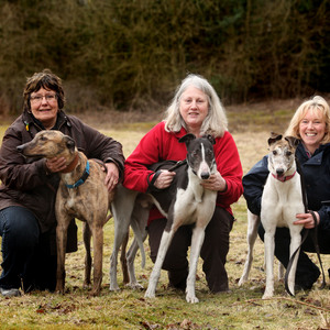 Greyhounds  (28) listing