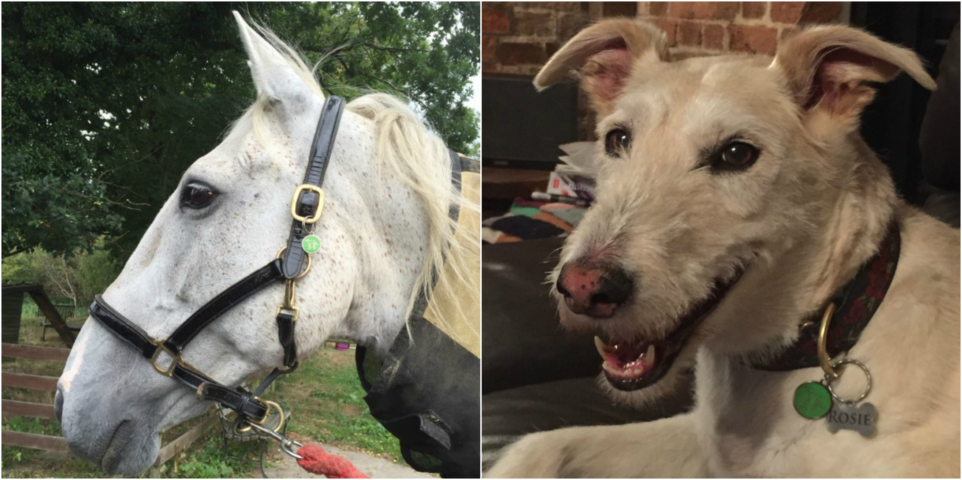 Pet friend tommy and rosie