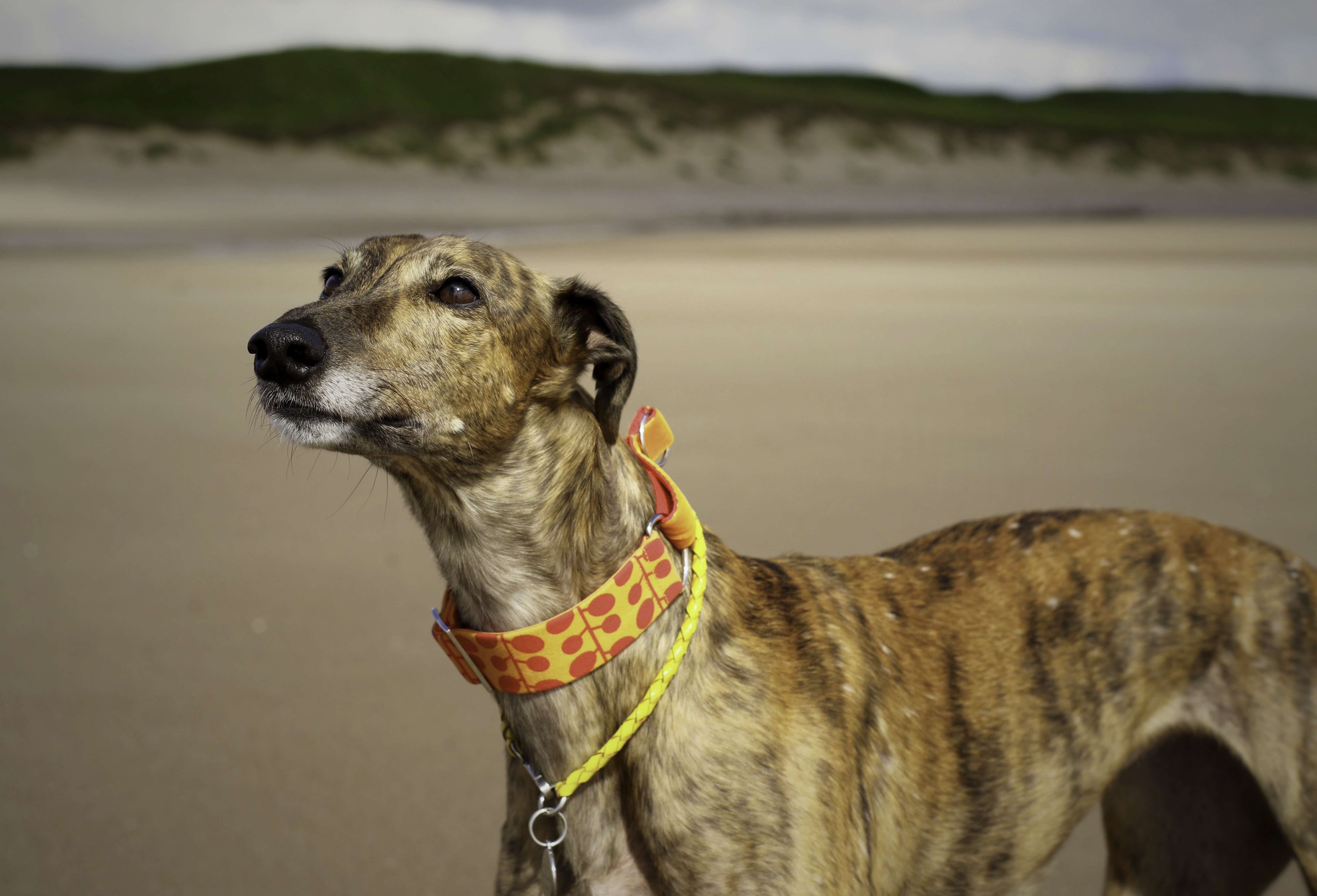 toy poodle trading post