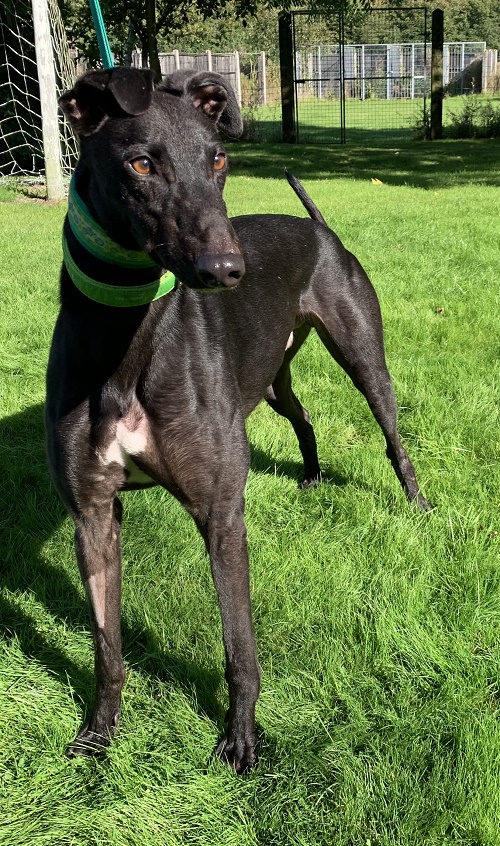 4000th Greyhound to be homed