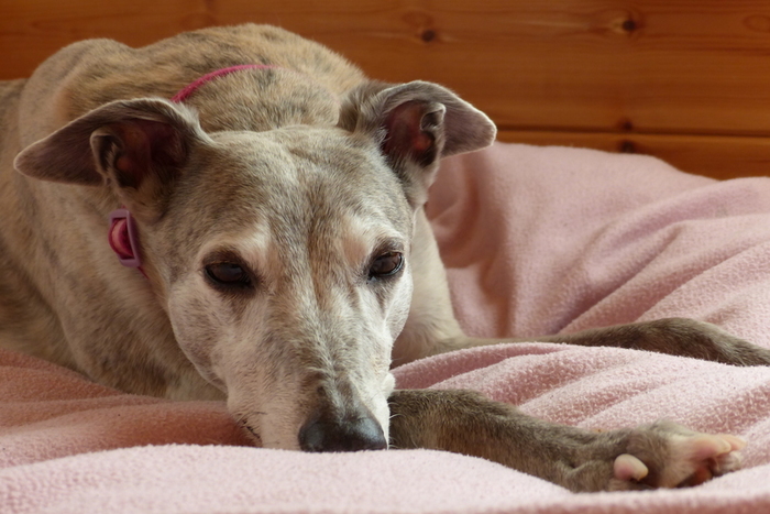 Greyhound as family pet 2025