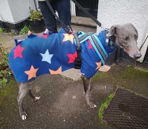 Greyhound in home made dinosaur coat