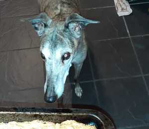 A cake made of pilchards