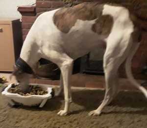 A snuffle toy made from a colander and fabric