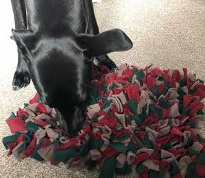 A greyhound burying his face in a snuffle mat made out of fabric.