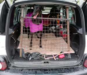 Home made guard to prevent greyhound escaping the boot of a car