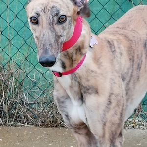 Darcy the beige-brindle greyhound