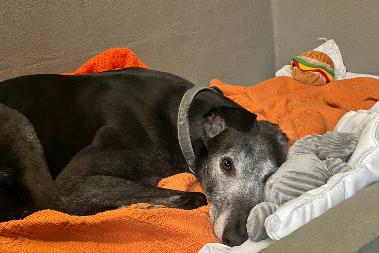 boarding bed with toy